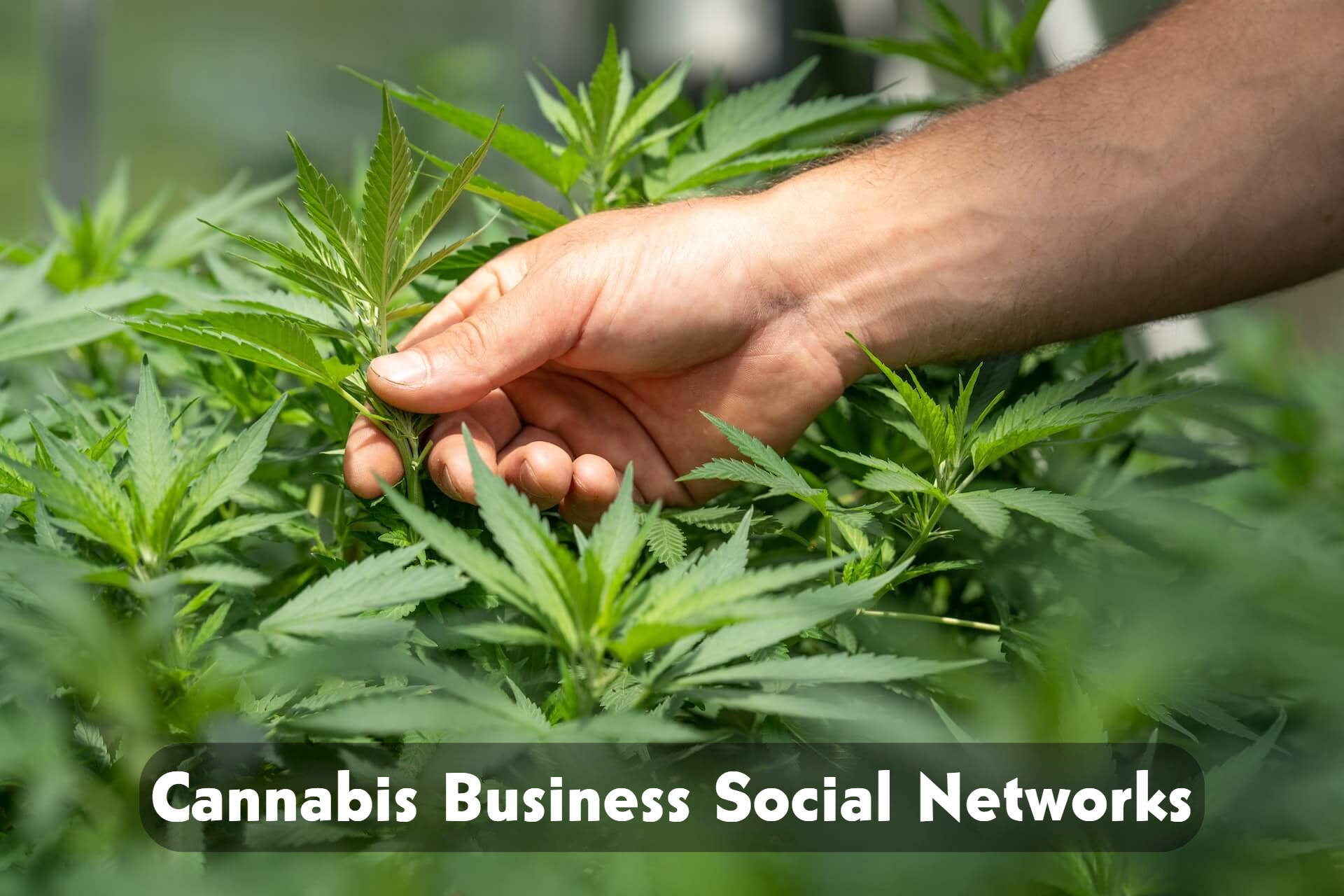 cannabis business social networks 2023
